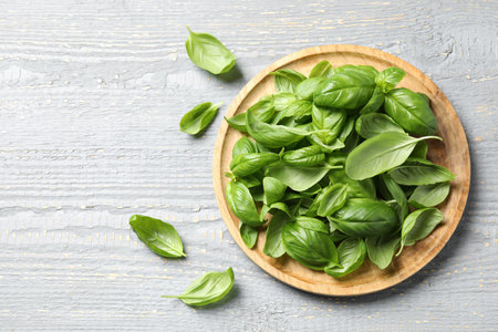 Fresh green basil on light gray wooden table, flat layの写真素材