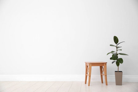 Ficus and stool near white wall, space for text. home plantsの写真素材