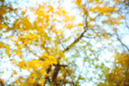 Blurred view of autumn foliage outdoors. bokeh effectの写真素材