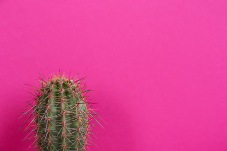 Beautiful tropical cactus plant on violet background, space for textの写真素材