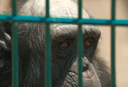 Close up view of chimpanzee at enclosure in zooの写真素材