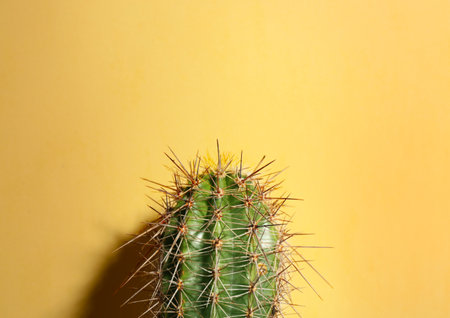 Beautiful cactus on beige background, closeup. tropical plantの写真素材