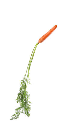 Fresh ripe juicy carrot isolated on whiteの写真素材