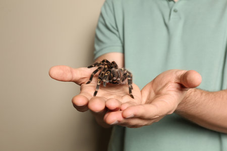 Man holding striped knee tarantula on beige background, closeupの写真素材