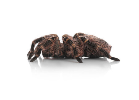Striped knee tarantula (Aphonopelma seemanni) isolated on whiteの写真素材