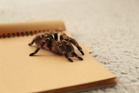 Striped knee tarantula (Aphonopelma seemanni) on notebook indoorsの写真素材