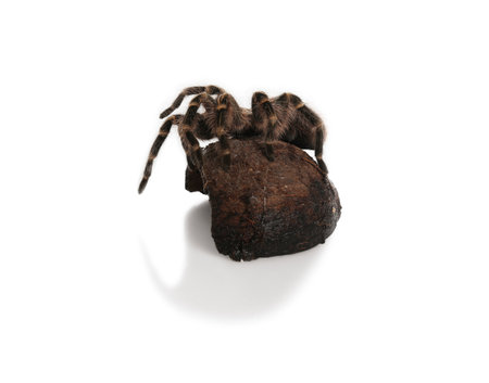 Striped knee tarantula (Aphonopelma seemanni) and coconut shell isolated on whiteの写真素材