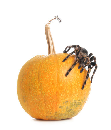 Striped knee tarantula and pumpkin isolated on white. halloween celebrationの写真素材
