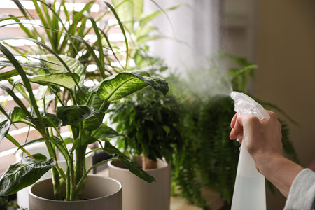 Woman spraying plants near window at home, closeupの写真素材