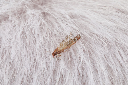 Common clothes moth (Tineola bisselliella) on light fur, closeupの写真素材