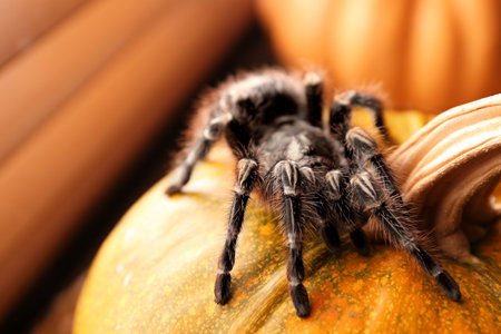Striped knee tarantula on pumpkin indoors, closeup. halloween celebrationの写真素材