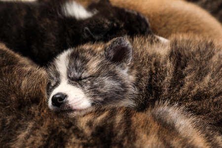 Sleeping Akita inu puppies, closeup. cute dogs