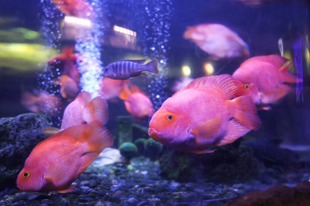 Beautiful blood parrot cichlid fish in clear aquarium