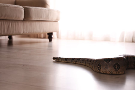 Brown boa constrictor crawling on floor in roomの写真素材