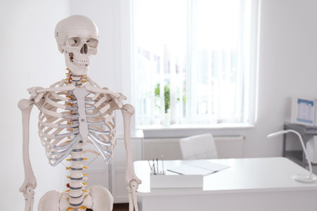 Human skeleton model in modern orthopedist's officeの写真素材
