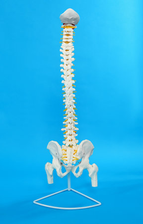 Artificial human spine model on blue backgroundの写真素材