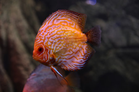Beautiful discus fish in clear aquarium waterの写真素材