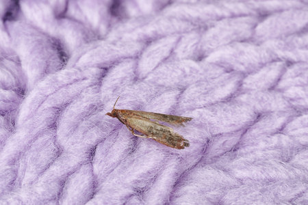 Common clothes moth (Tineola bisselliella) on violet knitted fabric, closeupの写真素材