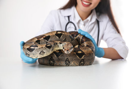 Female veterinarian examining boa constrictor in clinic, closeup