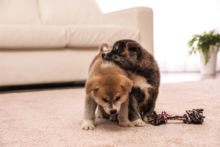 Cute Akita inu puppies with toy indoors. friendly dogs