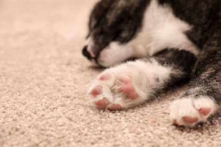 Cute Akita inu puppy on floor, focus on paws. friendly dogの写真素材
