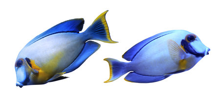 Collage of beautiful surgeonfish on white background