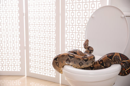 Brown boa constrictor on toilet bowl in bathroomの写真素材