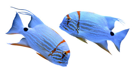 Collage of beautiful bright tropical angelfish on white background