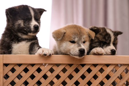 Akita inu puppies in wooden crate indoors. Lovely dogsの写真素材