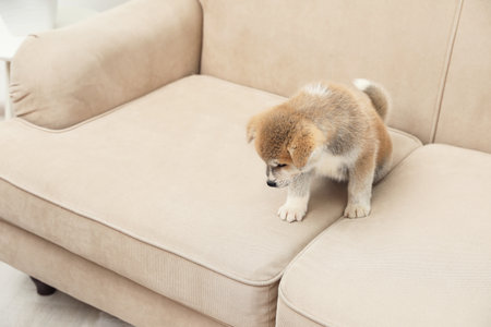 Cute Akita inu puppy near wet spot on sofa indoors. untrained dogの写真素材