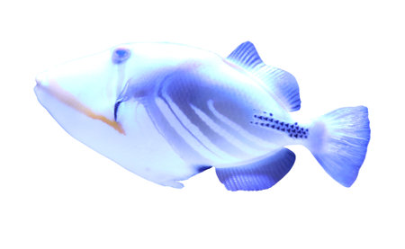 Beautiful bright tropical picassofish on white backgroundの写真素材