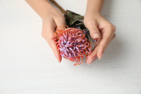 Florist holding beautiful leucospermum flower on white wooden table, closeupの写真素材