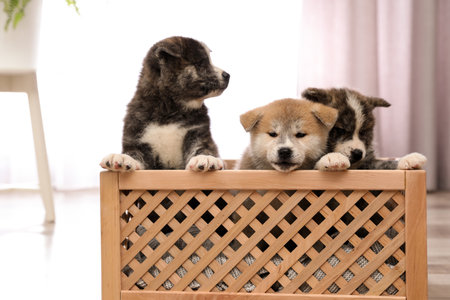Akita inu puppies in wooden crate indoors. Lovely dogsの写真素材