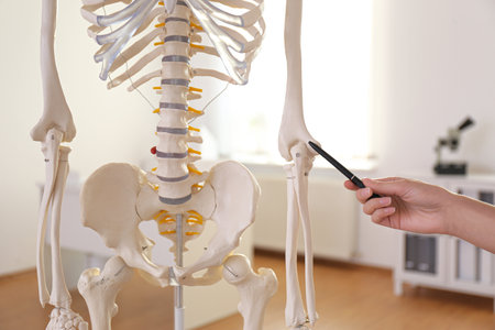 Orthopedist pointing on human skeleton model in clinic, closeup