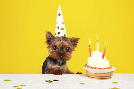 Cute Yorkshire terrier dog with birthday cupcake at table against yellow backgroundの写真素材
