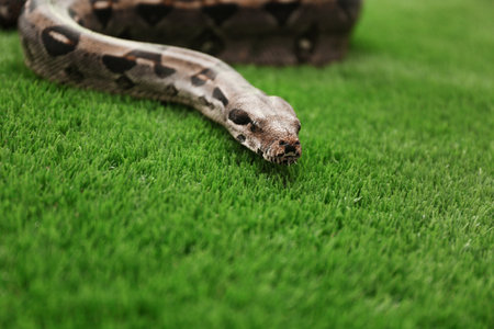 Brown boa constrictor on green grass outdoorsの写真素材