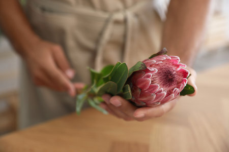 Florist with beautiful protea flower in workshop, closeupの写真素材