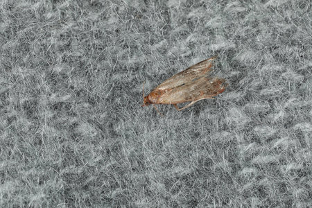 Common clothes moth (Tineola bisselliella) on light gray knitted fabric, closeup