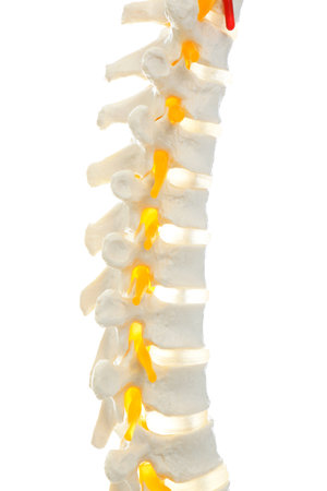 Artificial human spine model isolated on white, closeup