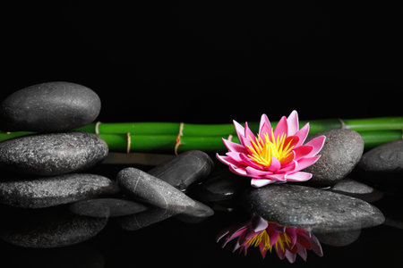 Beautiful zen garden with lotus flower and pond on black background. Space for textの写真素材