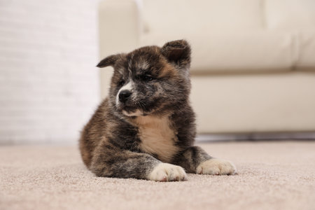 Cute Akita inu puppy indoors. friendly dog