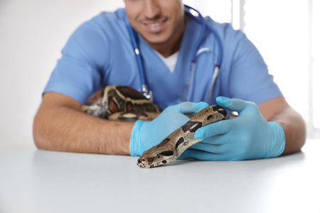 Male veterinarian examining boa constrictor in clinic, closeupの写真素材
