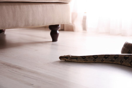 Brown boa constrictor crawling on floor in roomの写真素材