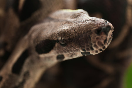 Close up view of brown boa constrictor. exotic snake