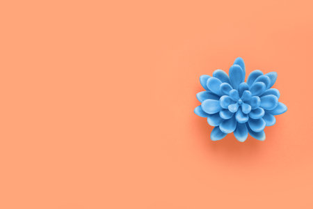 Decorative succulent on orange background, top view. Space for textの写真素材
