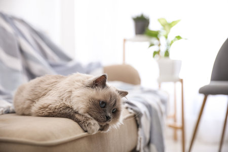 Birman cat on sofa at home, space for text. cute petの写真素材