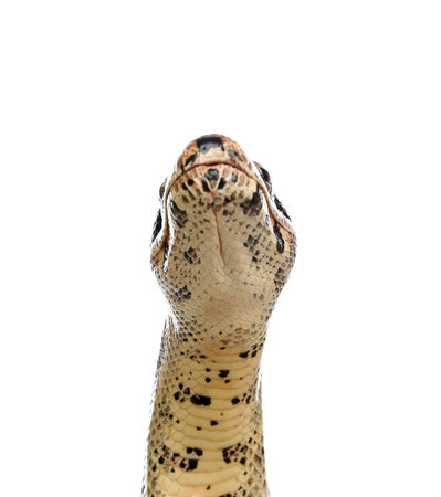 Brown boa constrictor on white background. exotic snake