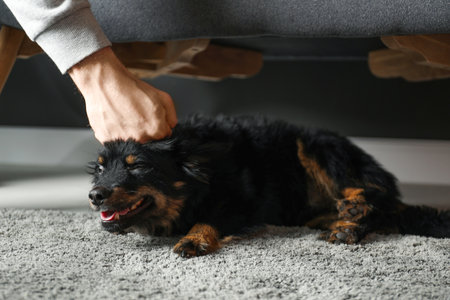 Man beating dog at home, closeup. Domestic violence against petsの写真素材
