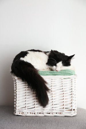 Cute cat relaxing on green knitted fabric in basket. Lovely petの写真素材