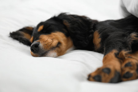 Cute dog relaxing on white fabric at home, closeup. friendly petの写真素材